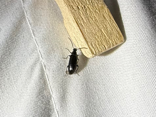iNaturalist observation photo of Water, Rove, Scarab, Long-horned, Leaf, and Snout Beetles