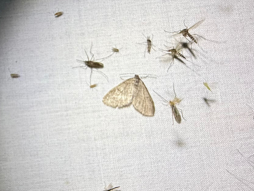iNaturalist observation photo of Carpet Moths