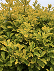 Euonymus japonicus