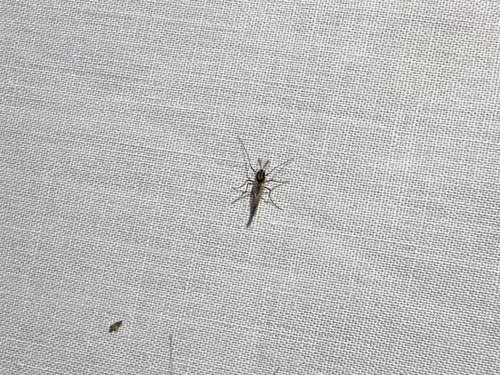 iNaturalist observation photo of Non-biting Midges