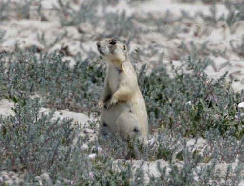 White-tailed Prairie Dog observed by mlodinow