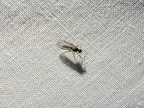 iNaturalist observation photo of Balloon Flies