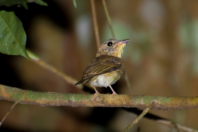 White-crested Spadebill (Platyrinchus platyrhynchos) photo