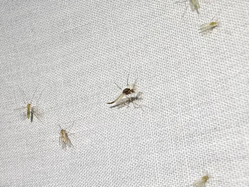 iNaturalist observation photo of Endochironomus nigricans