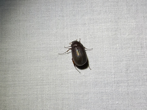 iNaturalist observation photo of Scarabs