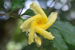 Tabernaemontana grandiflora