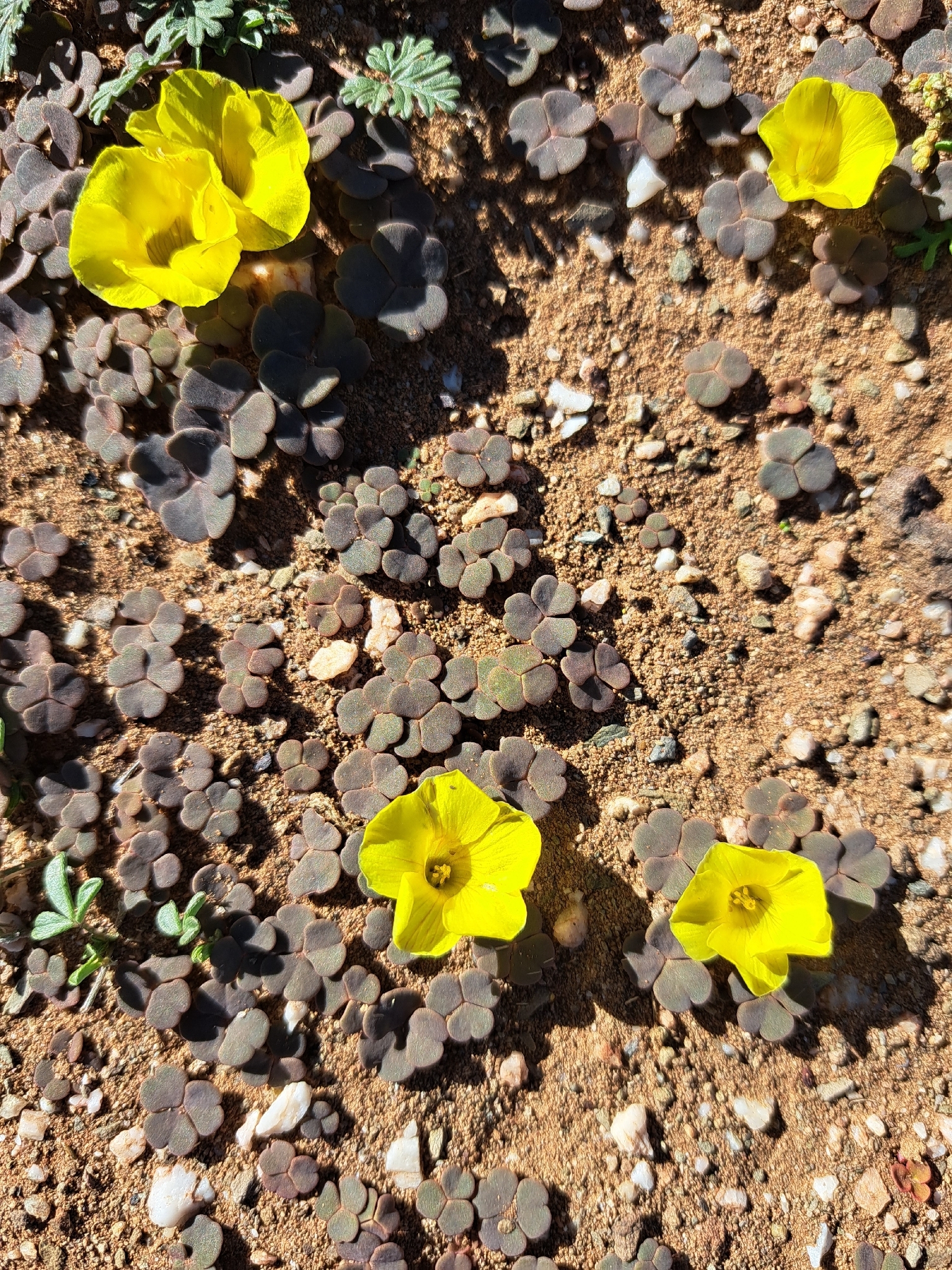 Oxalis grammopetala Sond.