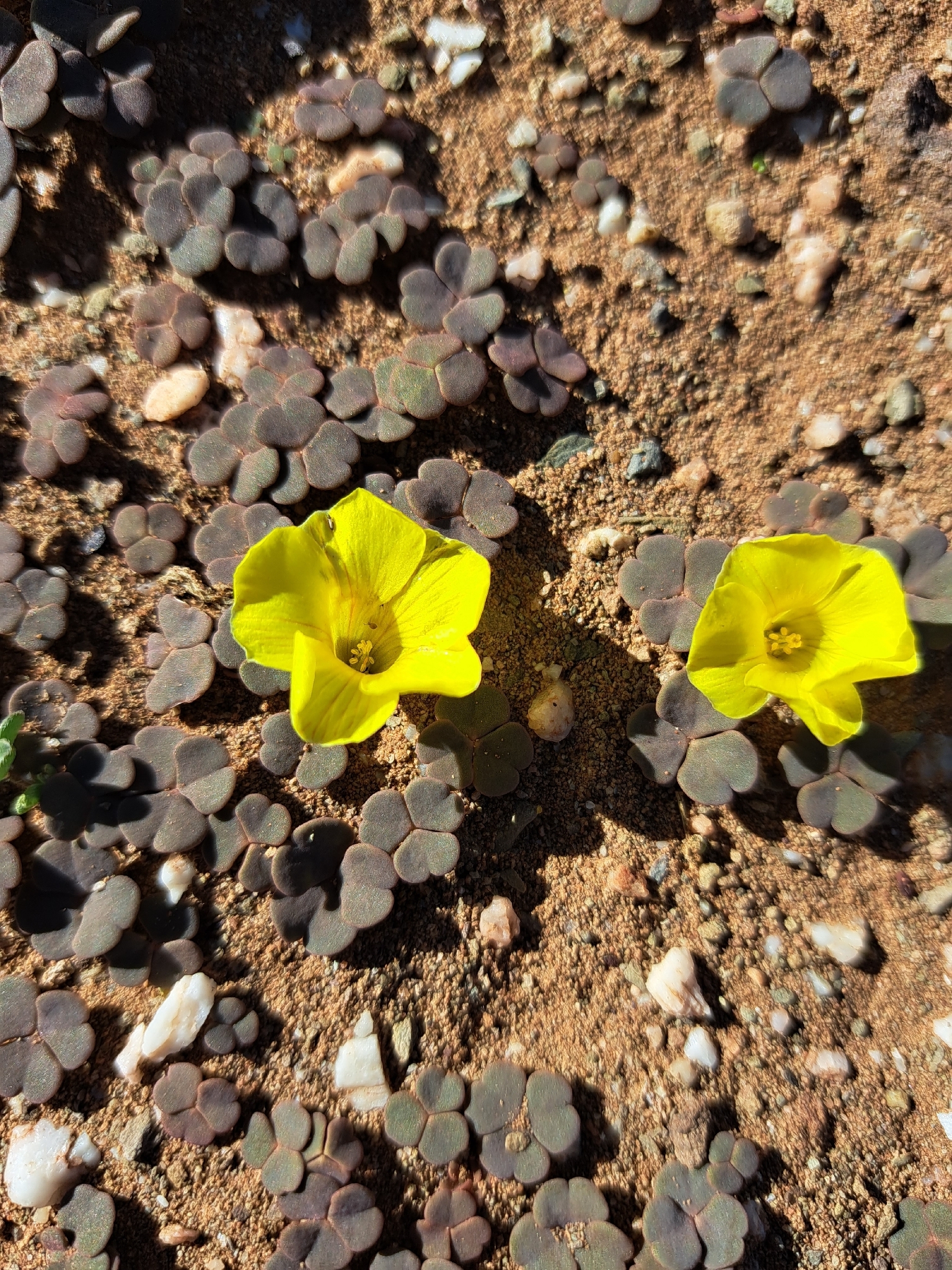 Oxalis grammopetala Sond. 2