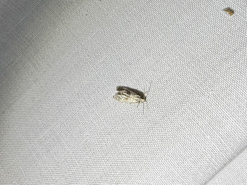 iNaturalist observation photo of Tortricid Leafroller Moths