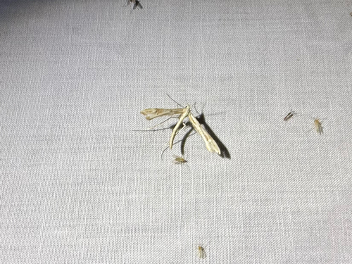 iNaturalist observation photo of Yarrow Plume Moth