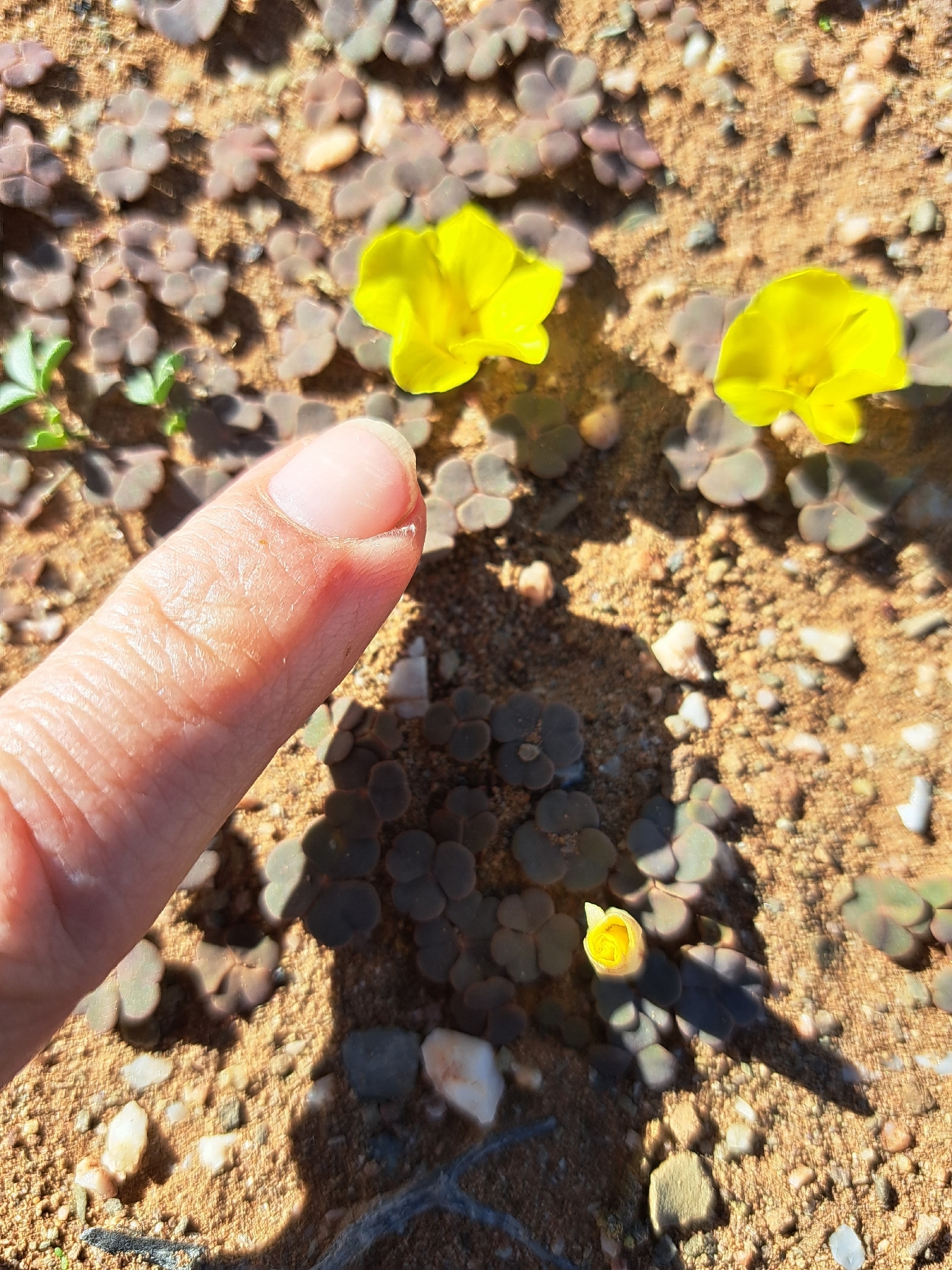 Oxalis grammopetala Sond. 3