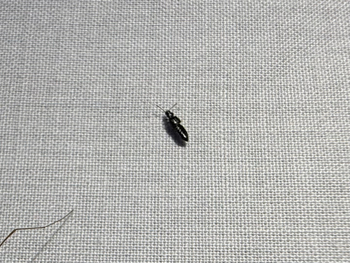 iNaturalist observation photo of Platystethus