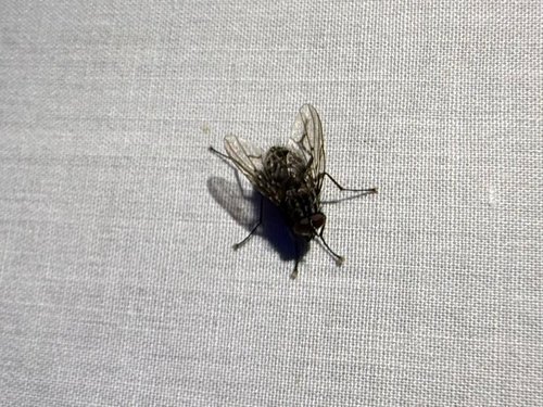 iNaturalist observation photo of House Flies and Allies