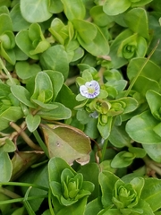 Veronica serpyllifolia