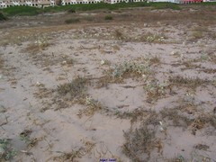 Crucianella maritima