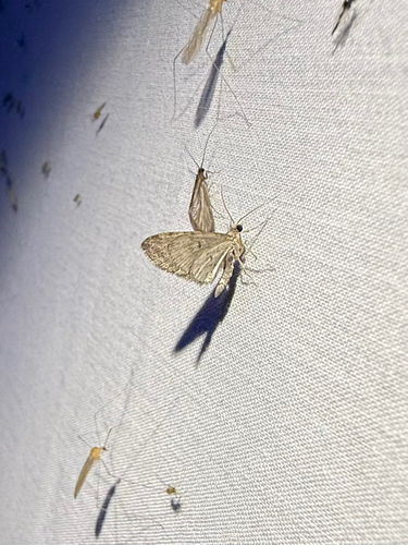iNaturalist observation photo of Butterflies and Moths