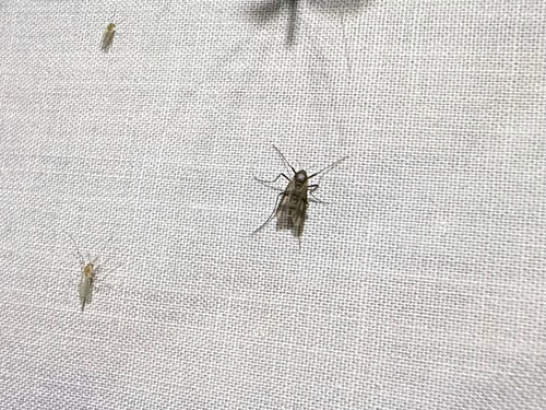 iNaturalist observation photo of Macropelopiini