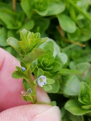 Veronica serpyllifolia