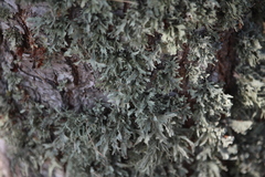 Ramalina