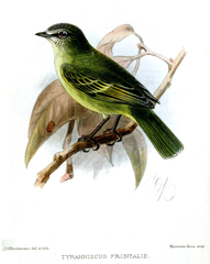 Peruvian Tyrannulet photo 3