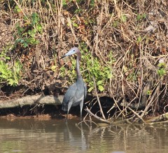 Egretta caerulea