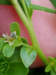 Veronica serpyllifolia