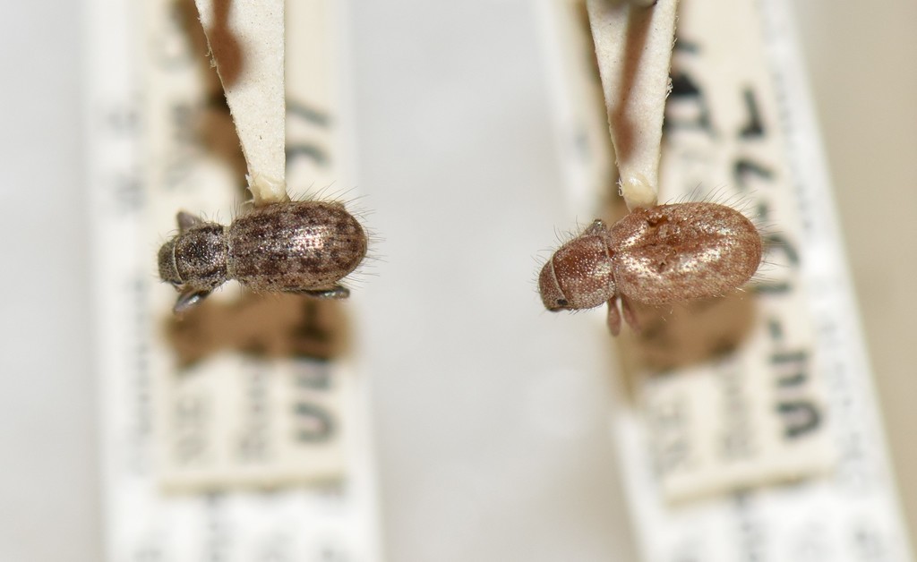 Mercury Miloderes Weevil