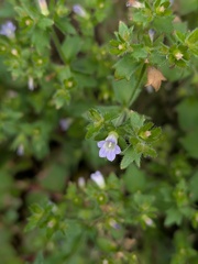 Campanula erinus, photograph (c) Michael, Antoni and Nihat Hinczewski, some rights reserved (CC BY)
