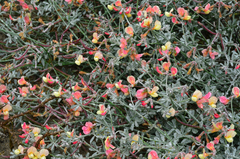 Lotus bryantii