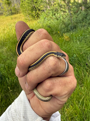 iNaturalist observation photo of Mountain Garter Snake