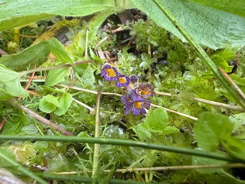 iNaturalist observation photo of oneflower broomrape