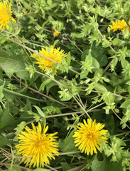 Taraxacum officinale