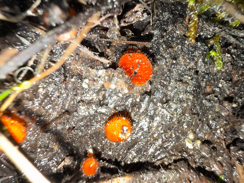 iNaturalist observation photo of Eyelash cups