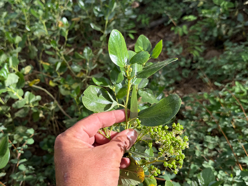 iNaturalist observation photo of Snowbrush Ceanothus