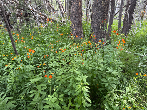 iNaturalist observation photo of Sierra Tiger Lily