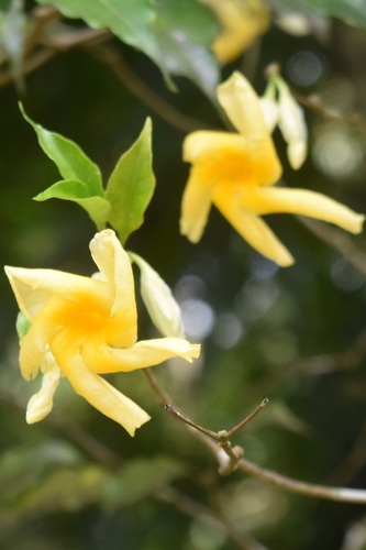 Tabernaemontana grandiflora, photograph 5