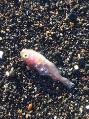 Icichthys lockingtoni