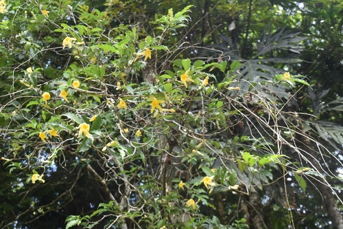 Tabernaemontana grandiflora, photograph 6