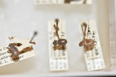 Miloderes mercuryensis