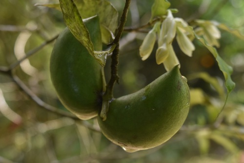 Tabernaemontana grandiflora, photograph 2