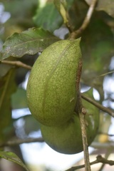 Tabernaemontana grandiflora, photograph (c) Norman Salazar Arguedas, some rights reserved (CC BY-SA)