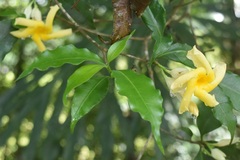 Tabernaemontana grandiflora, photograph (c) Norman Salazar Arguedas, some rights reserved (CC BY-SA)