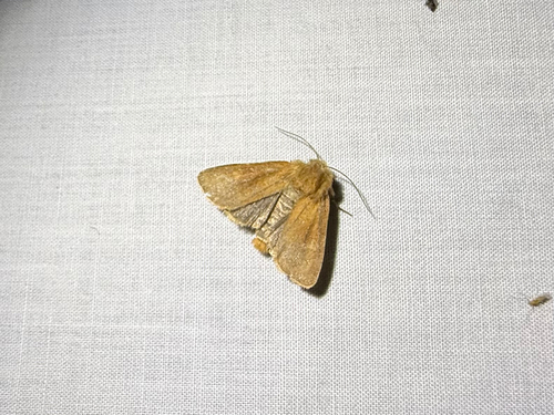 iNaturalist observation photo of Owlet Moths and Allies