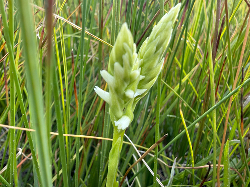 iNaturalist observation photo of Hooded Ladies' Tresses
