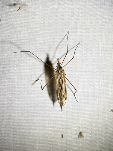 iNaturalist observation photo of Eriocera