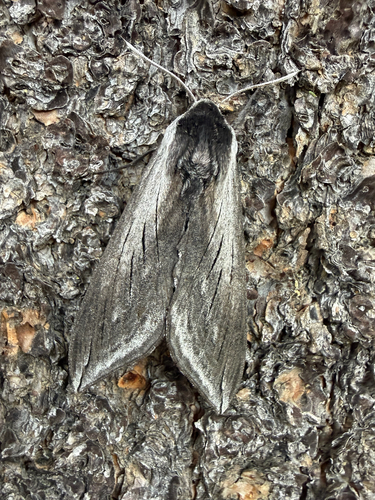 iNaturalist observation photo of Elegant Sphinx