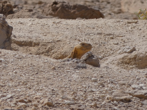 Egyptian Spiny–tailed Lizard