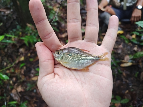Comma tetra (Moenkhausia comma) — Characidae