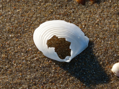 Raeta plicatella
