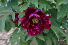 Paeonia × suffruticosa